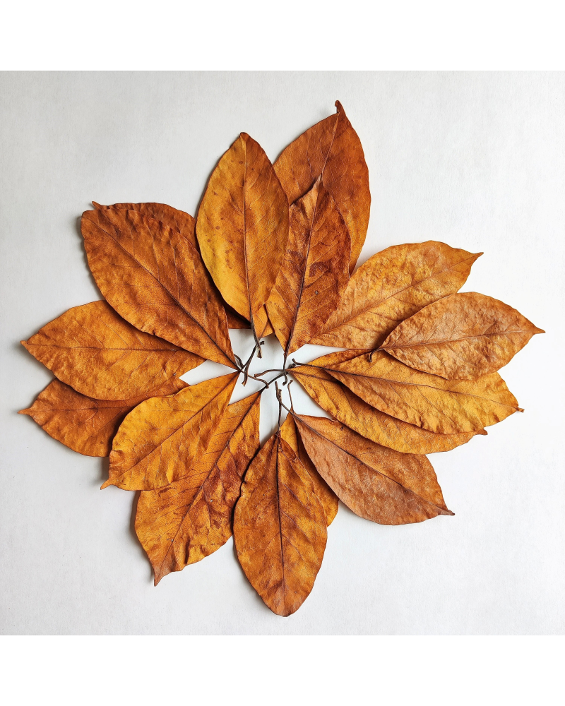 HOOBA Hojas de Magnolio secas 20 uds