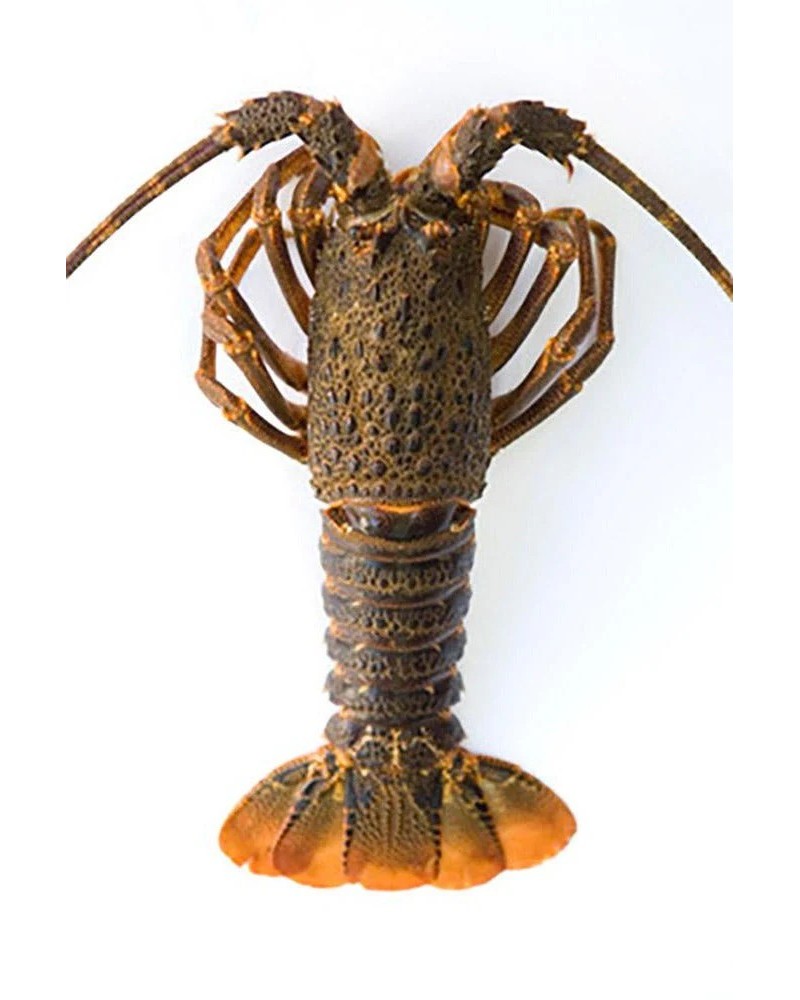 Langosta cruda "Tristan" *Kg