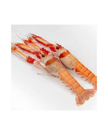 Cigala Escocia Seawork 16/20 1,5Kg