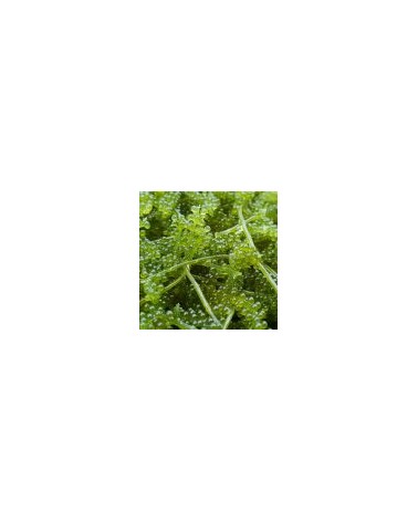 Alga Uva de mar - Umibudo 100gr