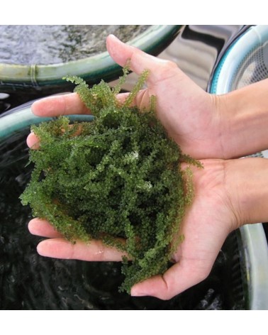 Alga Uva de mar - Umibudo Okinawa 40gr
