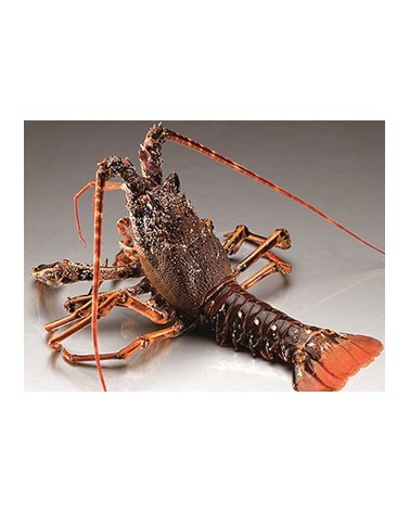 MSC Bogavante canadiense entero 450-500gr