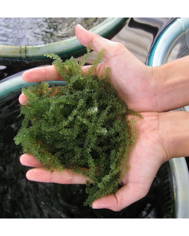 Alga Uva de mar - Umibudo Okinawa 100gr