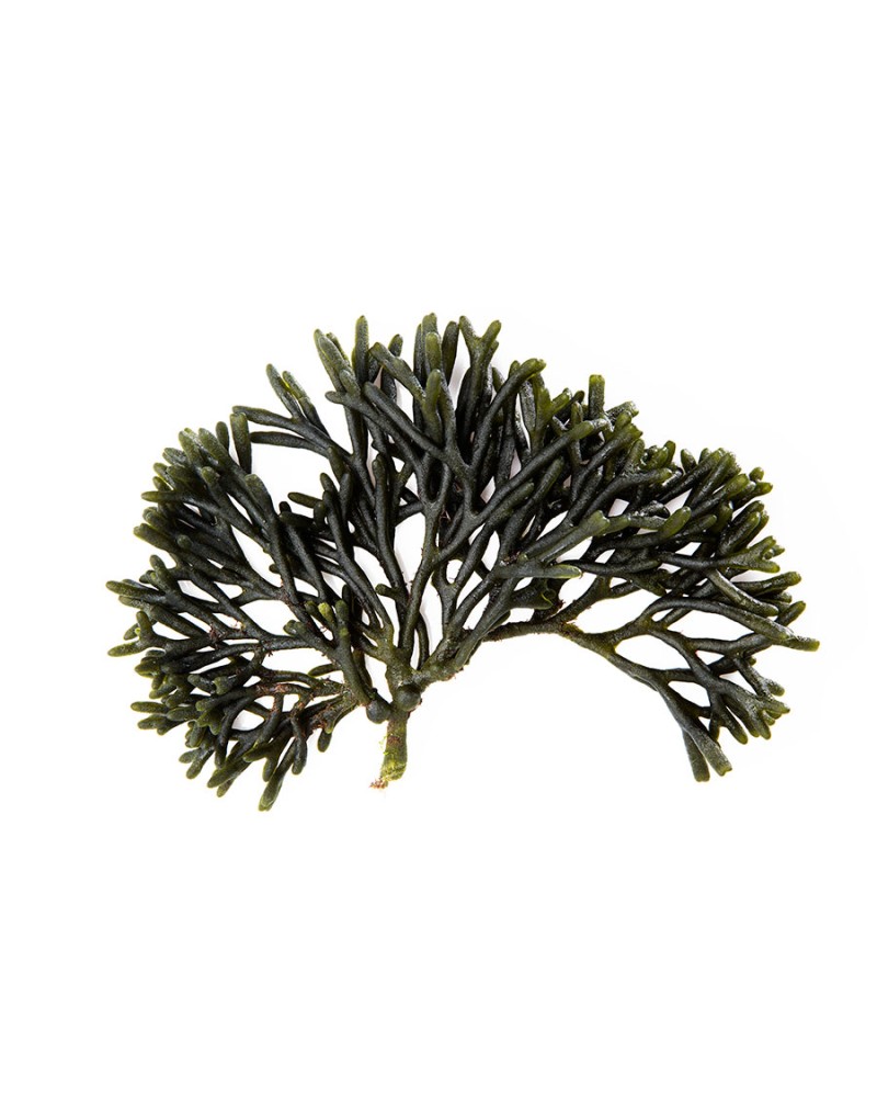 Alga Codium Congelada 400gr